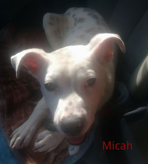 Micah