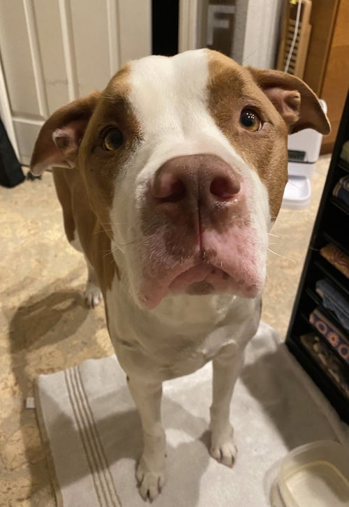 Roscoe