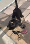 Lilly Girl