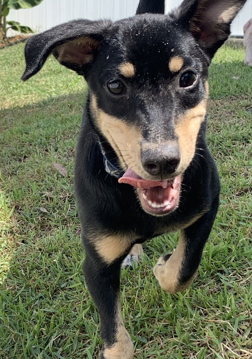 Lilly Girl