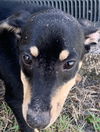 Lilly Girl