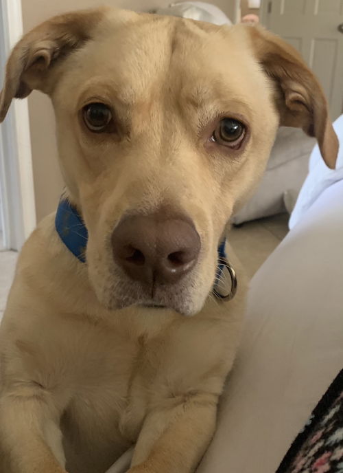 Rocco