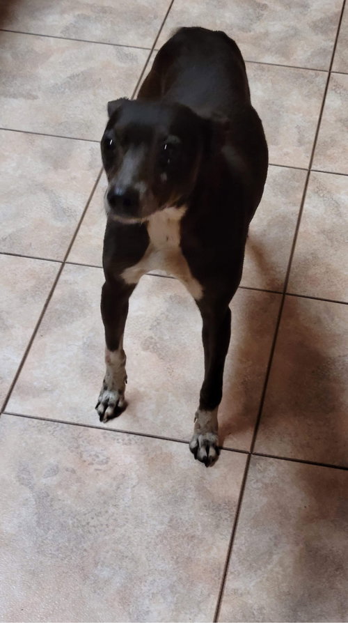 Luna Belle