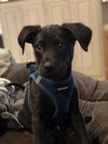 Toby