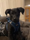 Toby