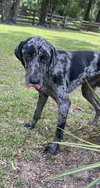 Boone