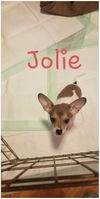 Jolie