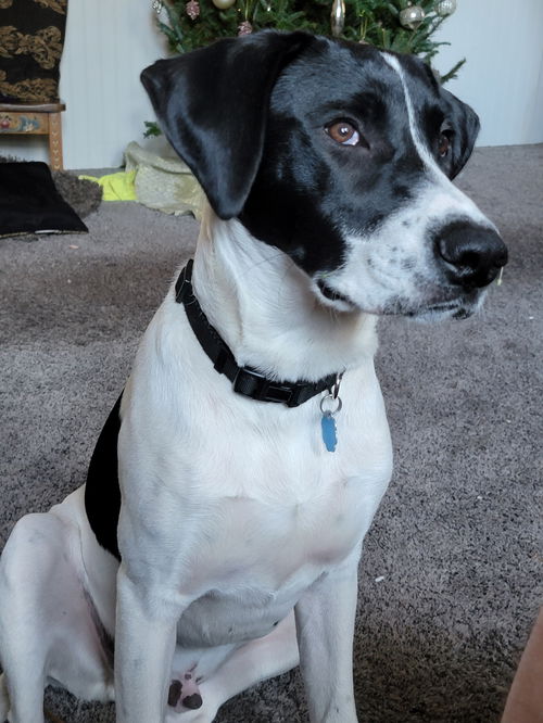 Dylan