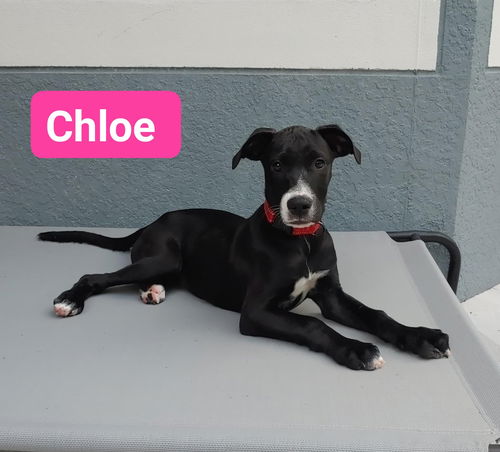 Chloe C