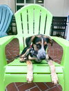 Lester