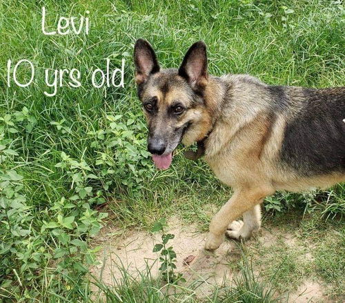 Levi