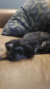 Sprocket