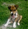 Fletcher