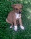 Joey