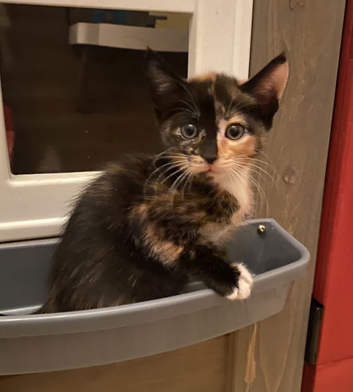 Peppercorn