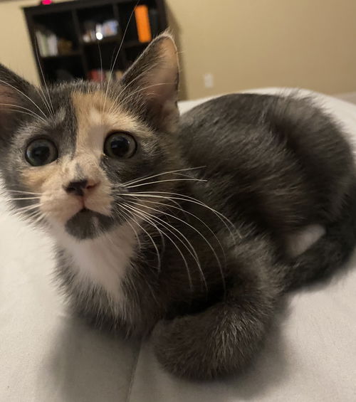 Coconut