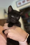 Licorice