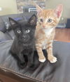 Licorice