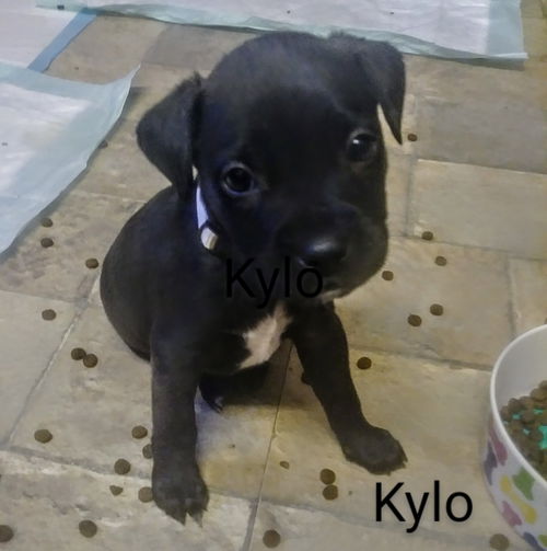 Kylo