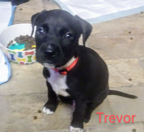Trevor