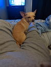Chickie