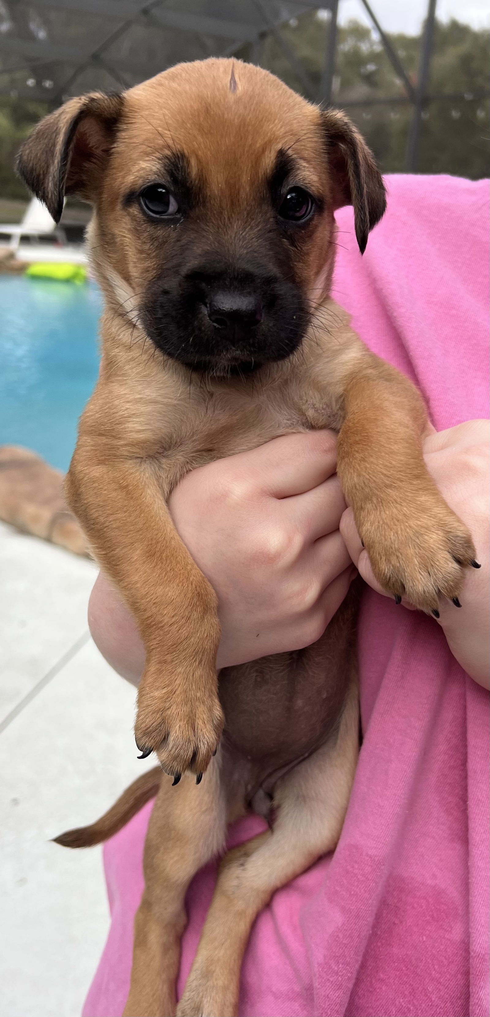 Baby black best sale mouth cur