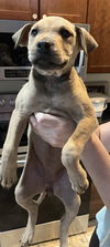 Nutmeg