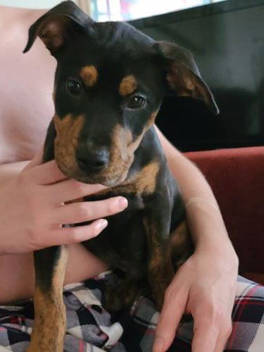 Pepper
