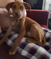 Cinnamon
