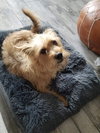 Bella