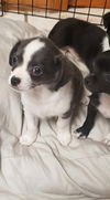 Draco