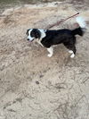Charlie