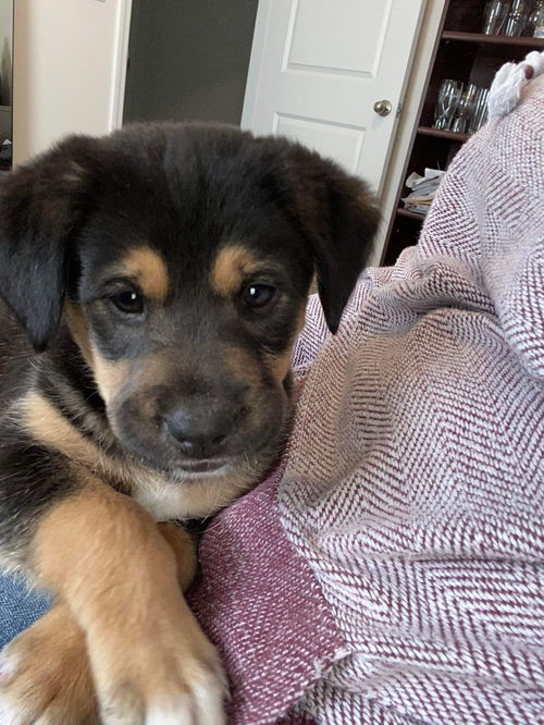 Hank Bear