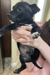 Mickey