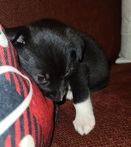 Darcy