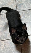 Milo