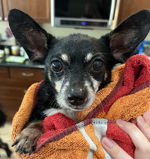 Chester