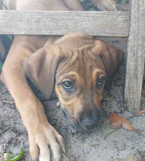 Dario