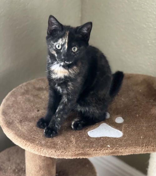Cleo