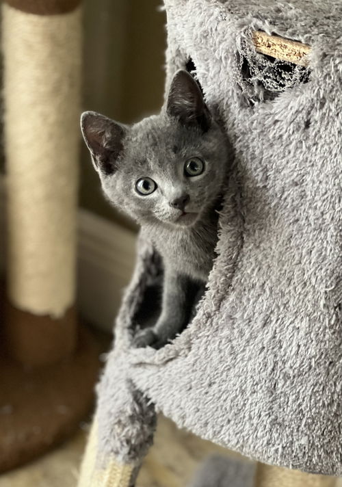 Simon