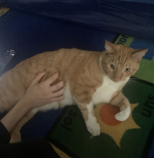 Garfield (zer0)
