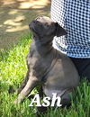 Ash