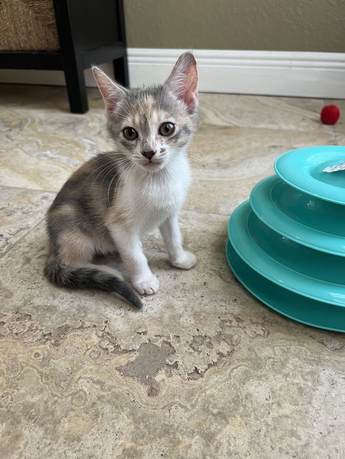Pita