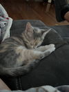 Pita
