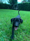 Mason