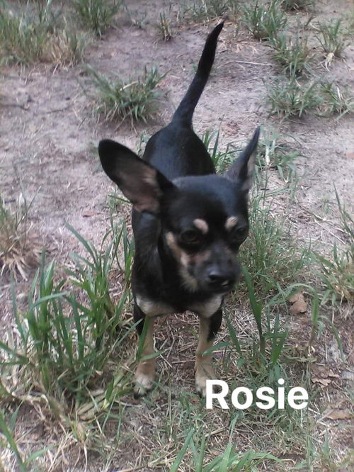 Rosie
