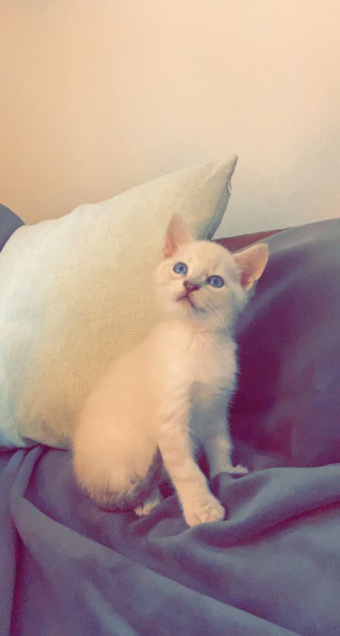 Tator Tot