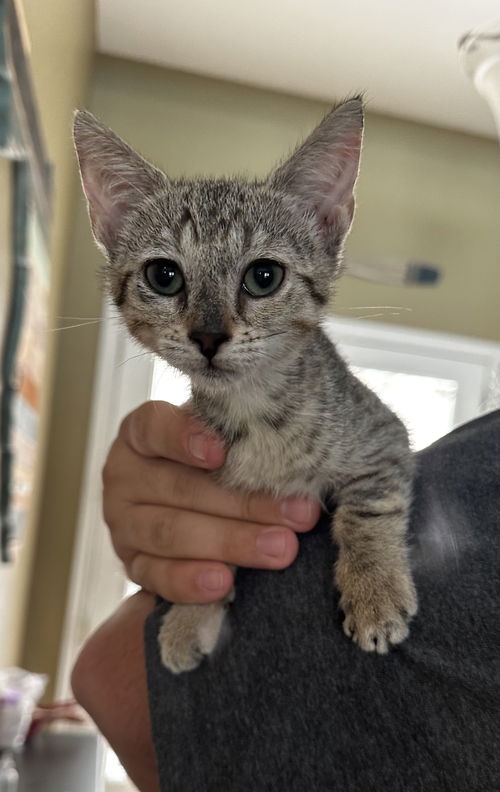 Sabrina