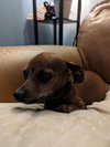 Nibbler