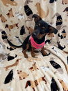 Addie